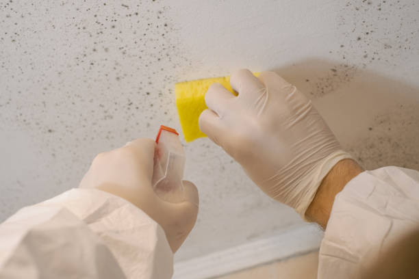 Asbestos and Lead Testing During Mold Inspection in Carson City, NV