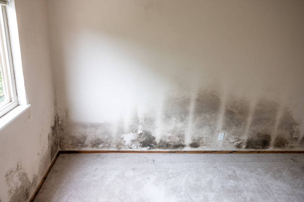 Best Residential Mold Inspection & Testing  in Carson City, NV